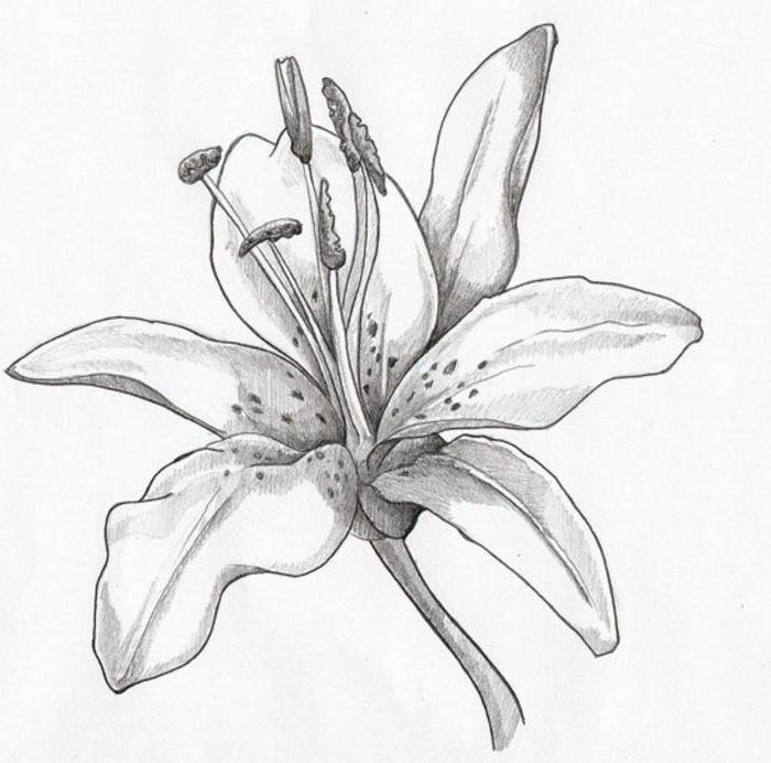 jak narysować lilię