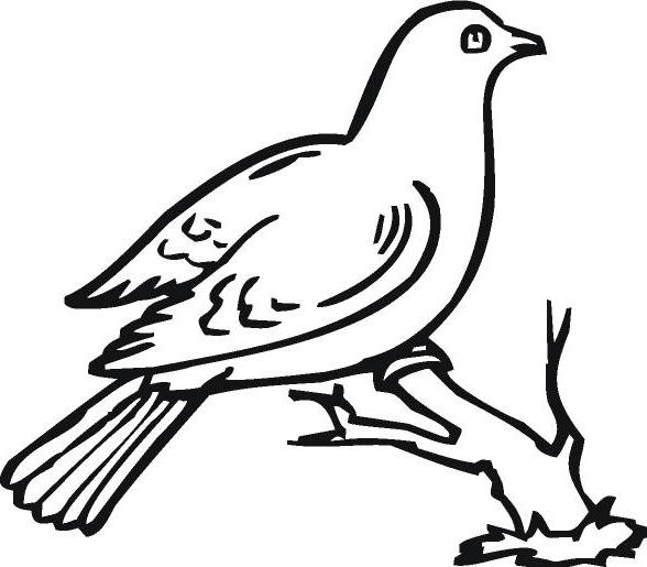 как да нарисувате гълъб на етапи