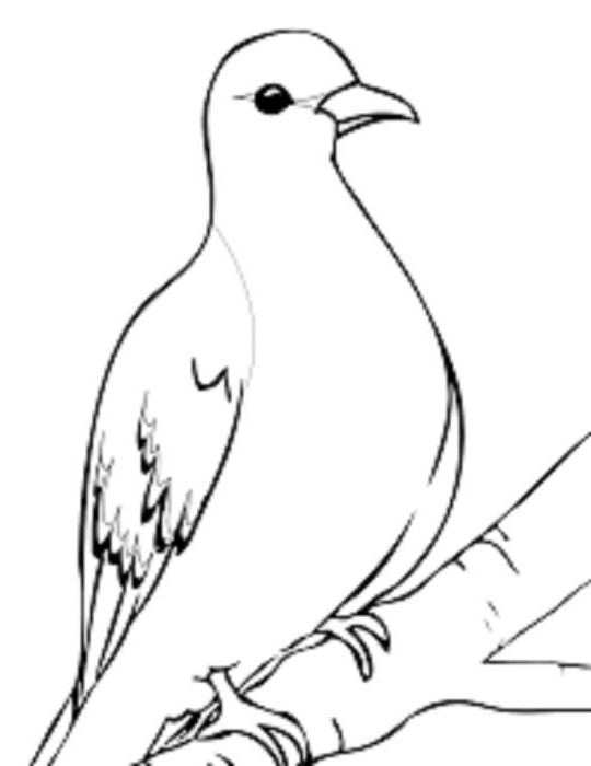 как да нарисуваш гълъб с молив