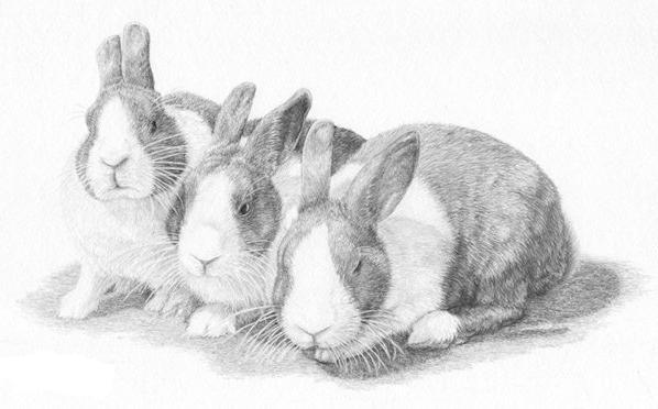 jak nakreslit králíka