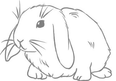 come disegnare un coniglio passo dopo passo