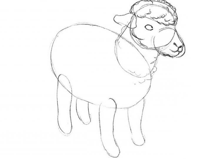 jak nakreslit ovčí tužku v etapách pro začátečníky 5 6 let