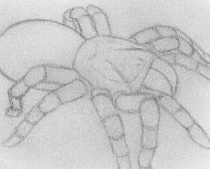 kako nacrtati pauka s olovkom