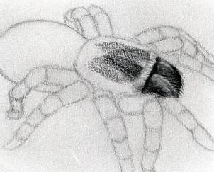 jak narysować pająka