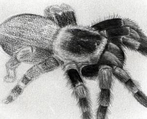come disegnare un ragno