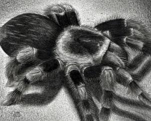 как да нарисувате паяк