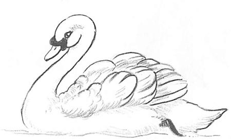 labuť se učí kreslit