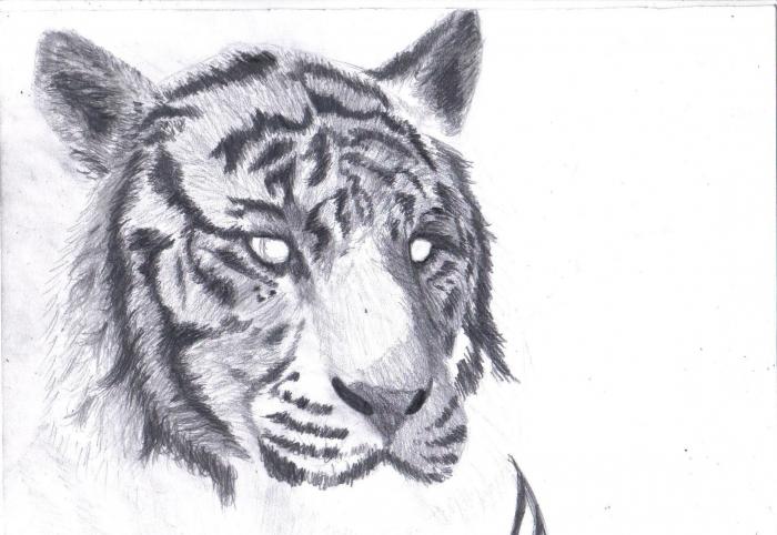 jak nakreslit tygr