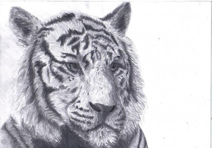 как да нарисувате тигър
