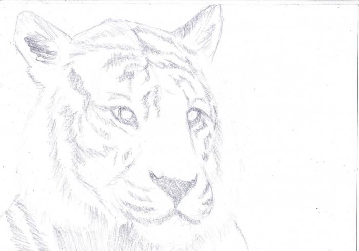 как да нарисувате тигър с молив