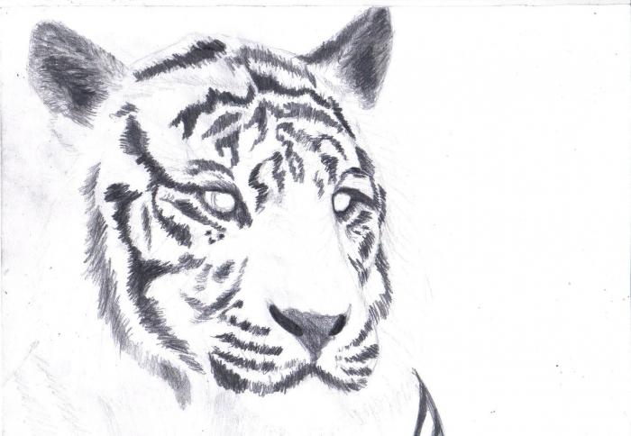 как да нарисувате тигър