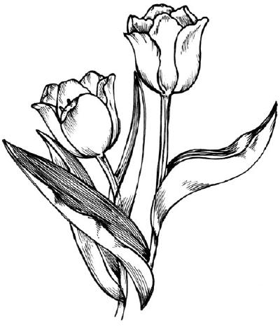 jak nakreslit tulipán s tužkou