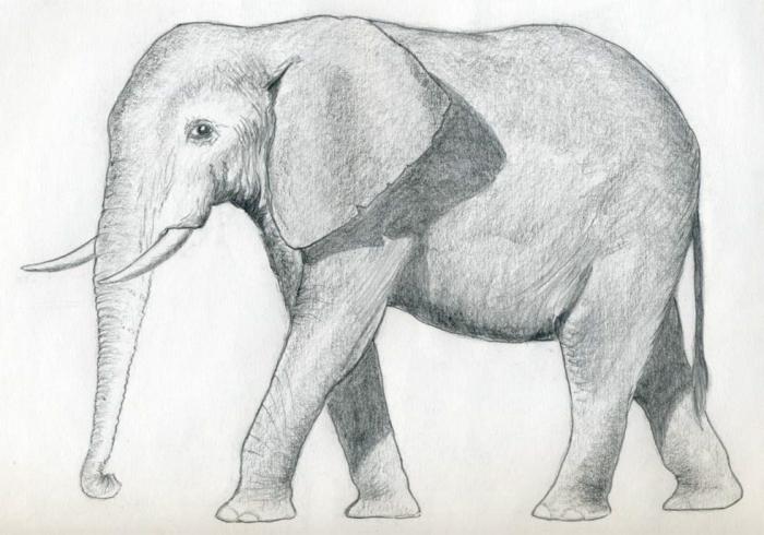 как да нарисувате слон с молив