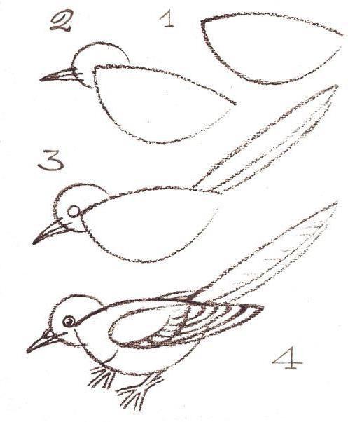 gli artisti disegnano uccelli