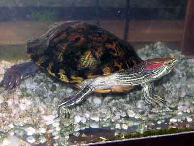 akvárium pro ušatou želvu