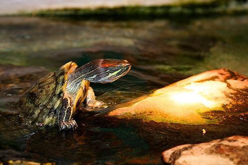 temperatura dell'acqua per una tartaruga dalle orecchie rosse