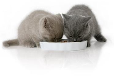како да нахрани маче