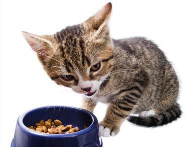 nejlepší krmivo pro koťata