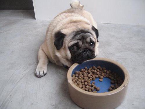 https://puntomarinero.com/images/  how-to-feed-a-pug_7.jpg