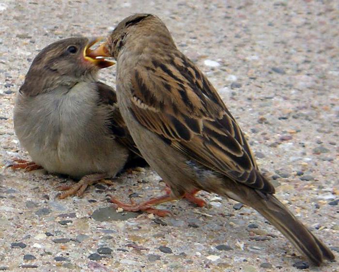 kako nahraniti piščanca vrabca doma