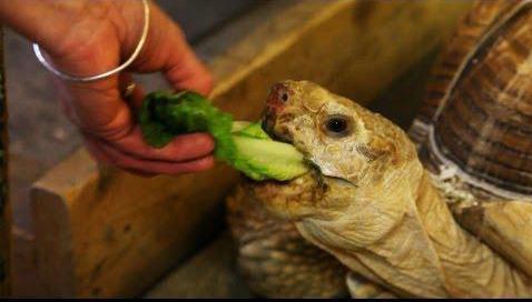come nutrire una tartaruga a casa