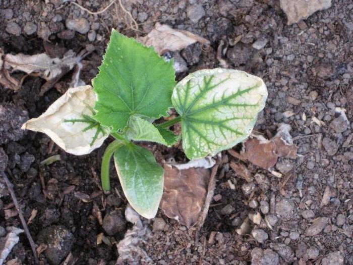 какво да се хранят краставици за растеж