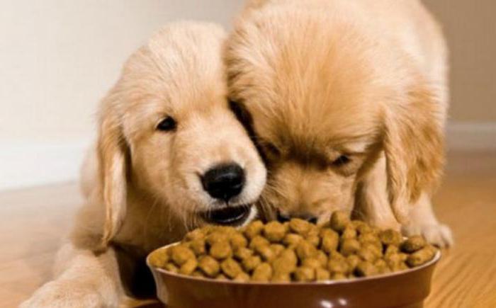 jaké potraviny krmení psa