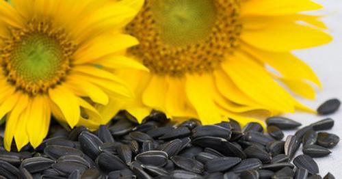 kako prepražiti sončnična semena v ponvi