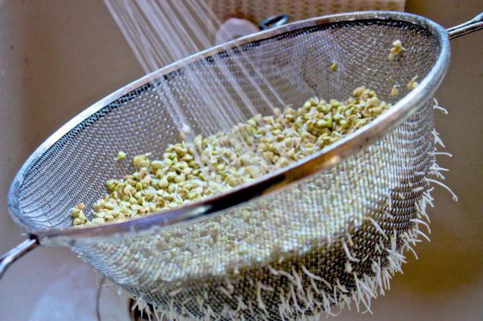 come germinare il grano saraceno a casa