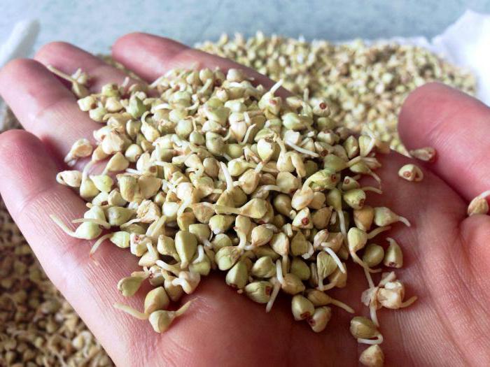 come germinare il grano saraceno per il cibo
