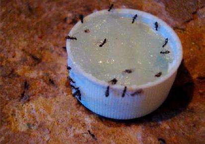 kako dobiti mrave iz stana znači