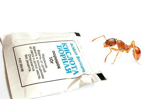 produkty mrówek w mieszkaniu