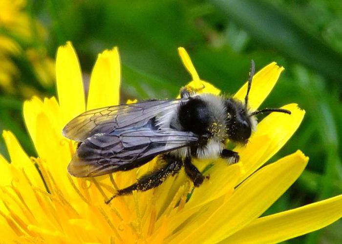 как да се отървем от пчелите