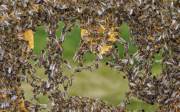jak se zbavit divokých včel