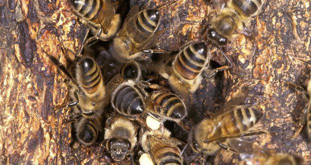 jak se zbavit včel ve stěně domu