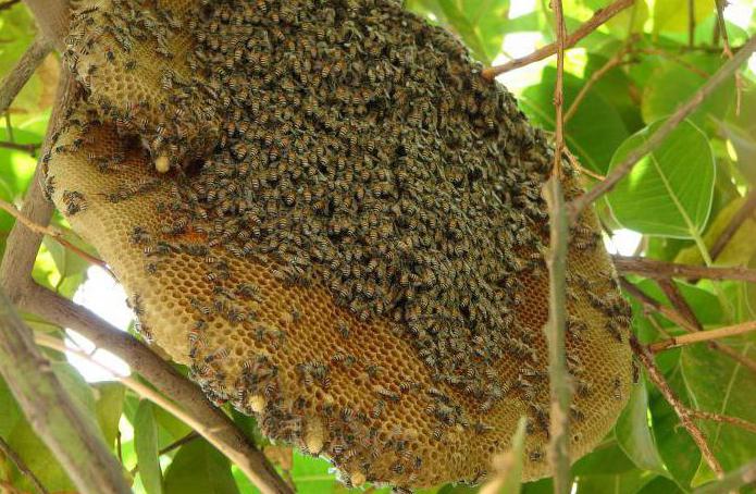 како се ријешити дрвених пчела