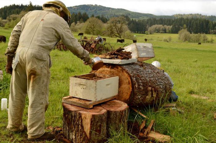 pozemní včely jak se zbavit