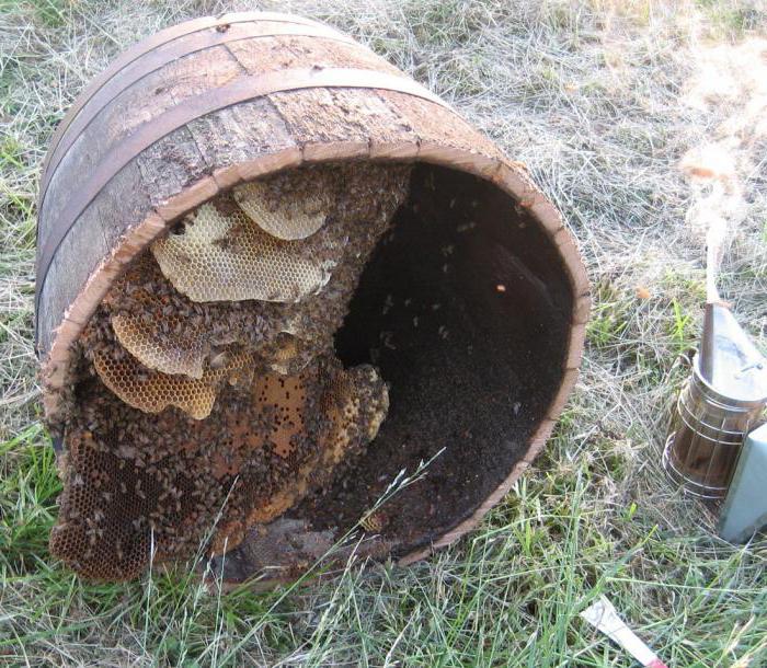 jak se zbavit včelích bodnutí