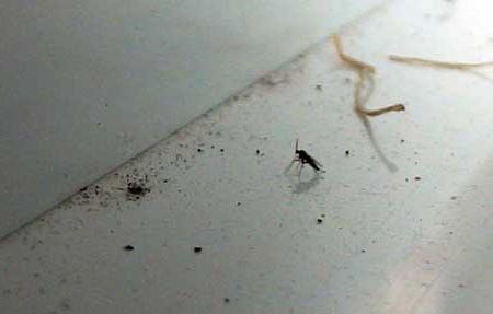 Како се ријешити црних мушица код куће?