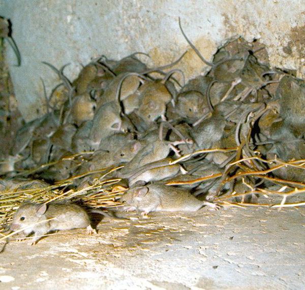 jak se zbavit myší v zemi