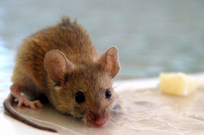 Odstraszacz myszy i szczura