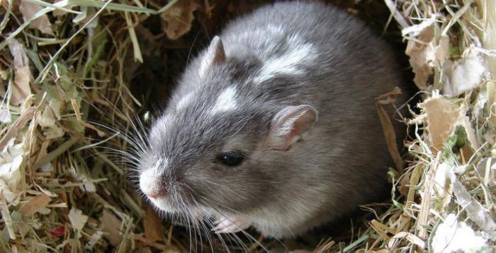 Kako se riješiti štakora na zemlji