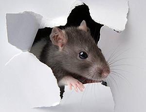 Come sbarazzarsi dell'odore dei ratti