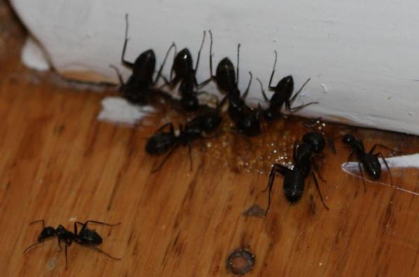 jak pozbyć się mrówek w wannie