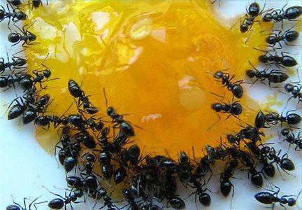 come portare le formiche nel bagno