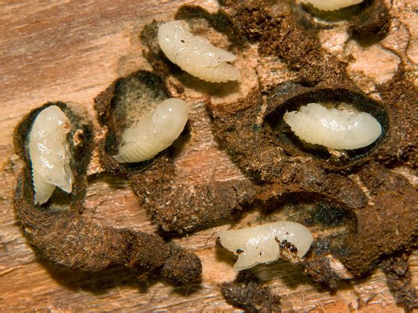 Унищожаване на кора от бръмбари