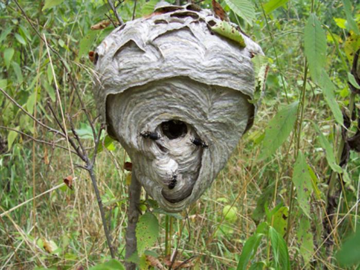 come sbarazzarsi del nido di vespe
