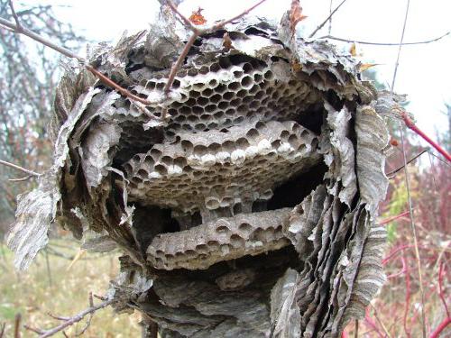 come sbarazzarsi del nido di vespe in luoghi inaccessibili