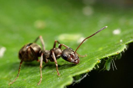 come sbarazzarsi di formiche in giardino
