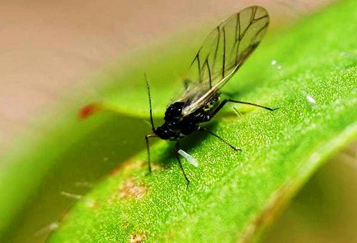 как да се отървете от мушици в закрити цветове